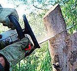 Best Fruit Tree Pruning  in Phenix City, AL