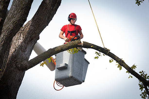 Best Tree Cabling and Bracing  in Phenix City, AL