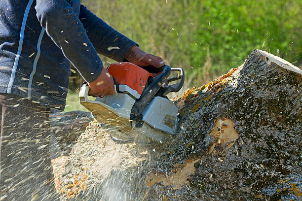 Professional Tree Removal in Phenix City, AL